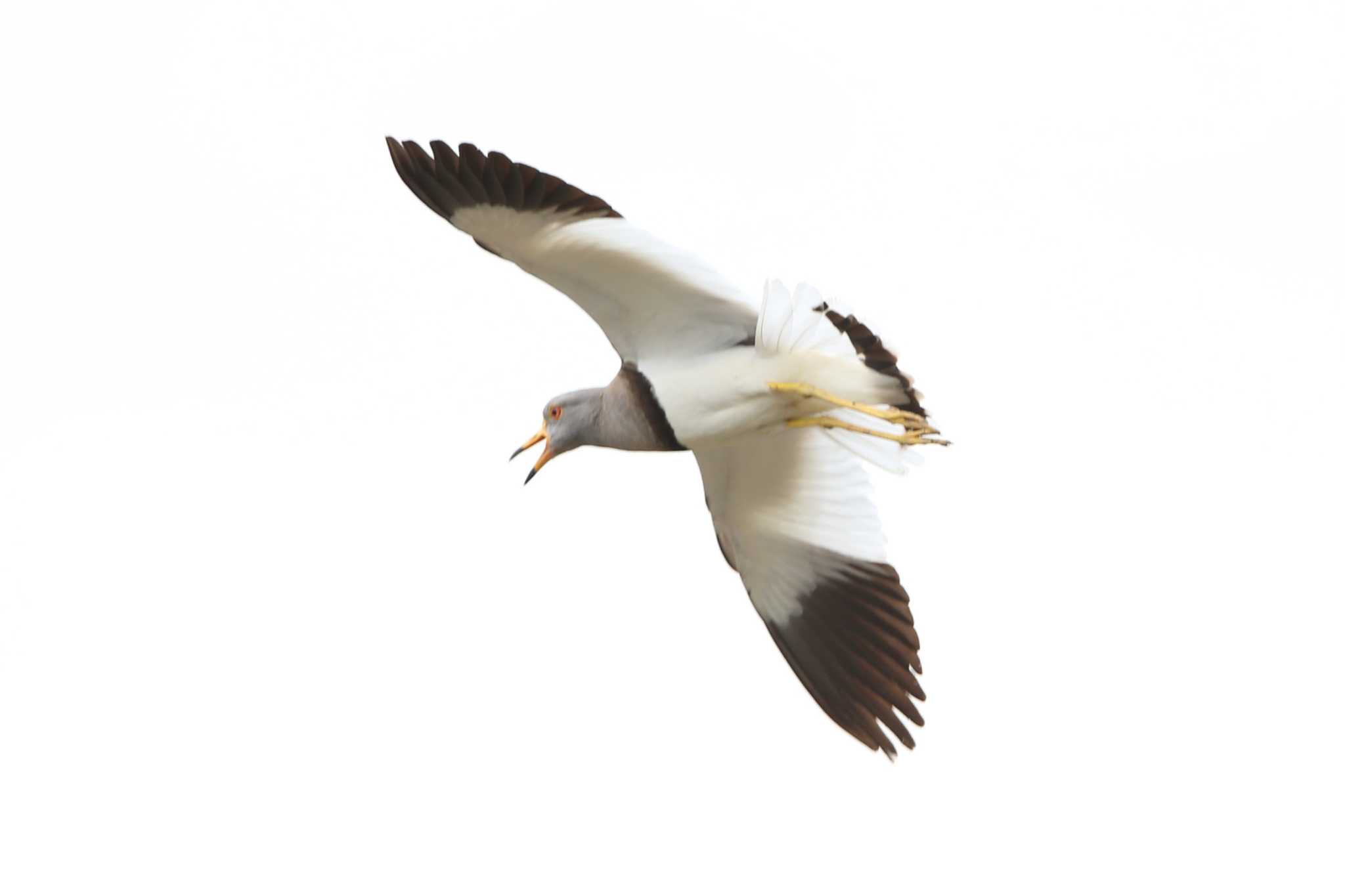 Photo of Grey-headed Lapwing at 三重県桑名市 by 日野いすゞ