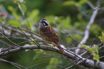 Meadow Bunting 空の森運動公園 Mon, 4/10/2023