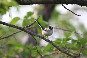 Long-tailed Tit 空の森運動公園 Mon, 4/10/2023