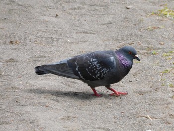 カワラバト 菅刈公園、西郷山公園 2023年4月18日(火)