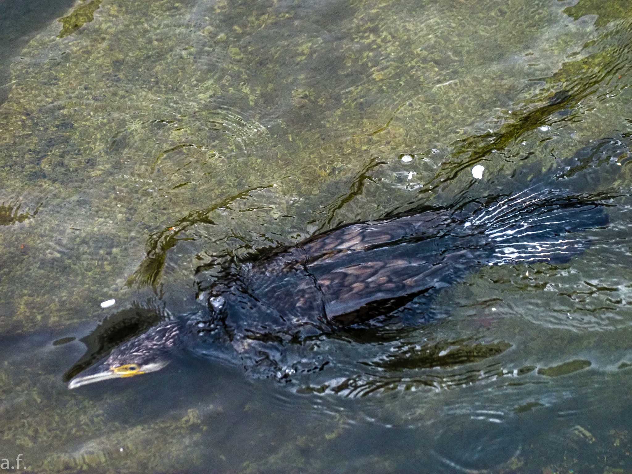 町田市成瀬 カワウの写真 by a.f.