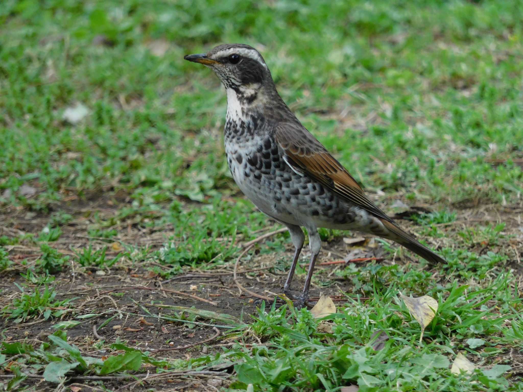 菅刈公園、西郷山公園 ツグミの写真