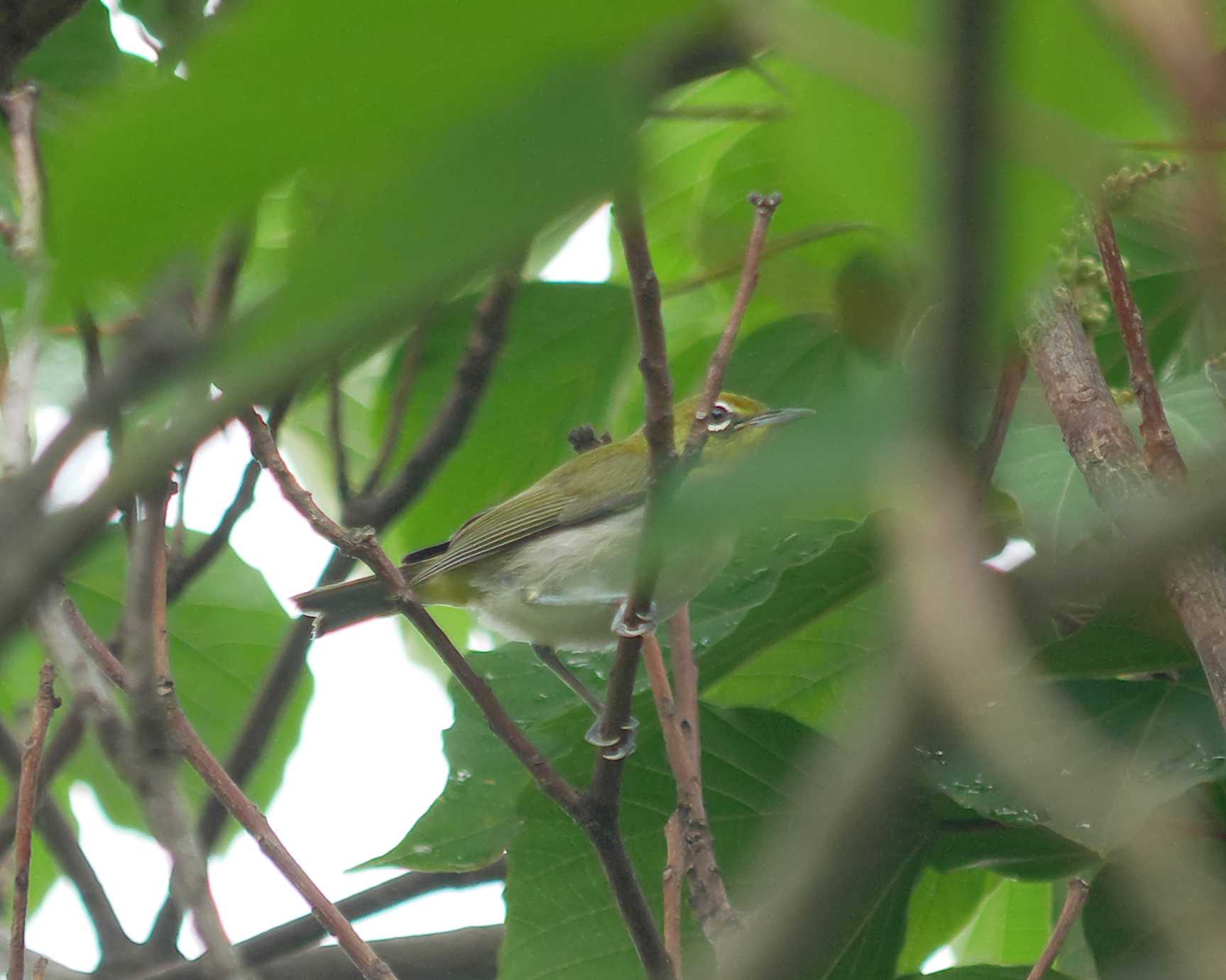 Photo of Warbling White-eye at 多々良沼公園 by merumumu