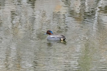 Eurasian Teal 雪入ふれあいの里公園 Tue, 4/18/2023