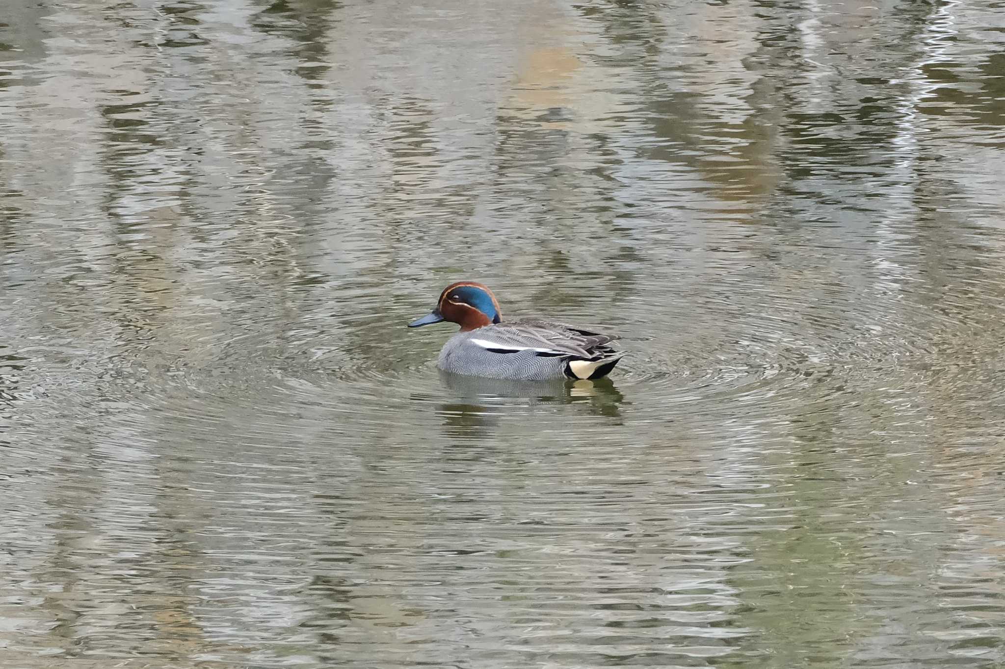 雪入ふれあいの里公園 コガモの写真