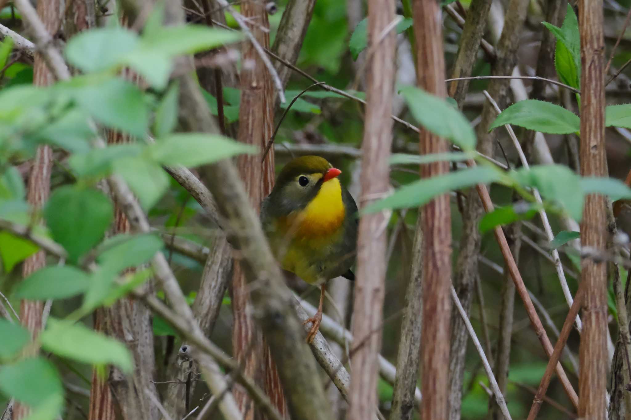 ソウシチョウ