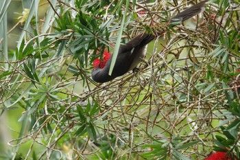 Long-tailed Sibia Fraser's Hill Thu, 3/9/2023