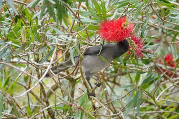 Long-tailed Sibia Fraser's Hill Thu, 3/9/2023