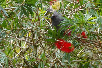 Long-tailed Sibia Fraser's Hill Thu, 3/9/2023