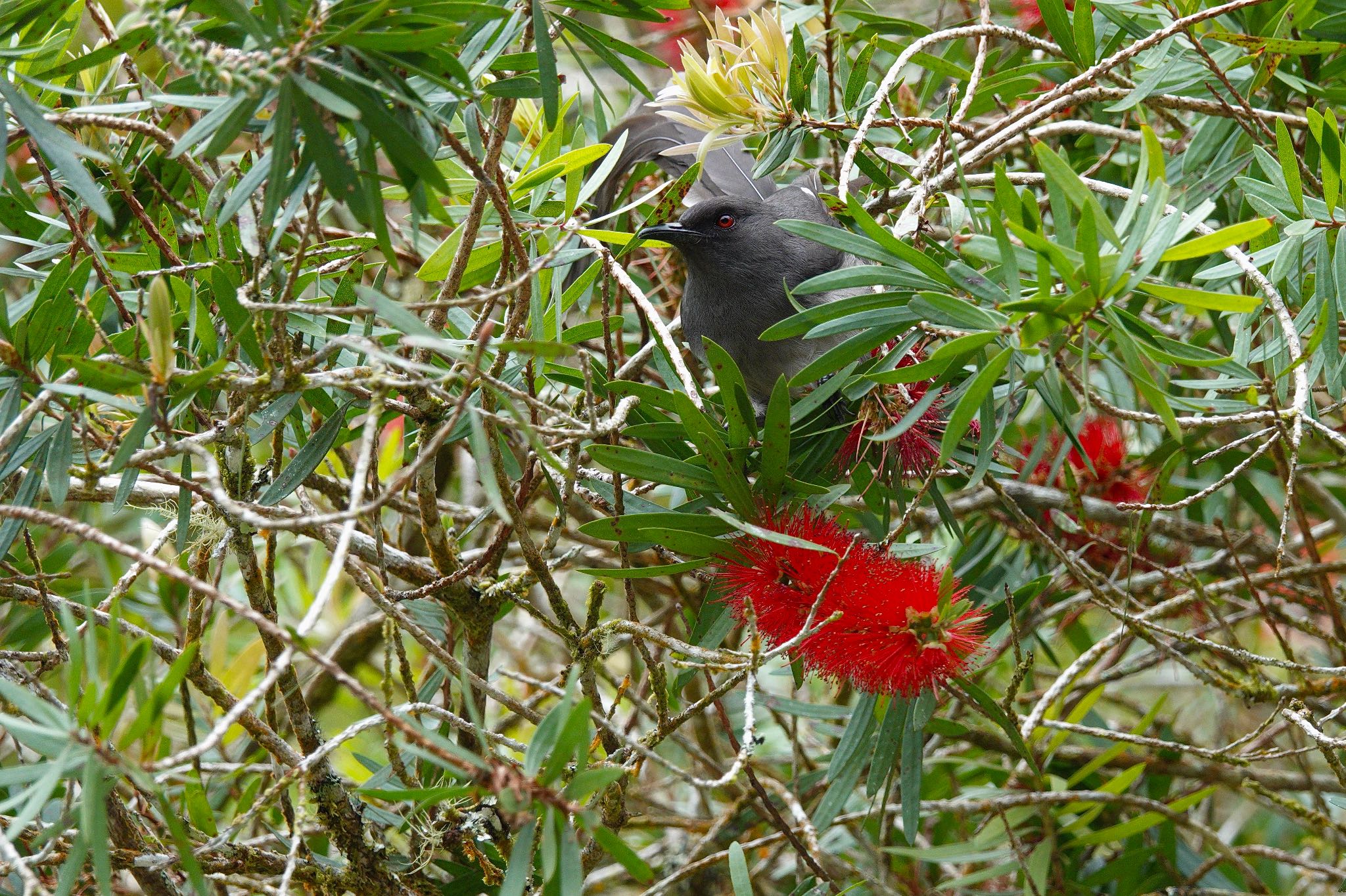 Photo of Long-tailed Sibia at Fraser's Hill by のどか