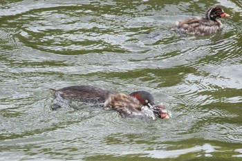 カイツブリ 三ツ池公園(横浜市鶴見区) 2018年5月27日(日)