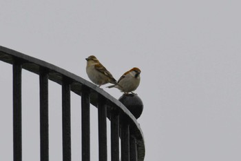 Russet Sparrow 禄剛崎 Tue, 4/18/2023