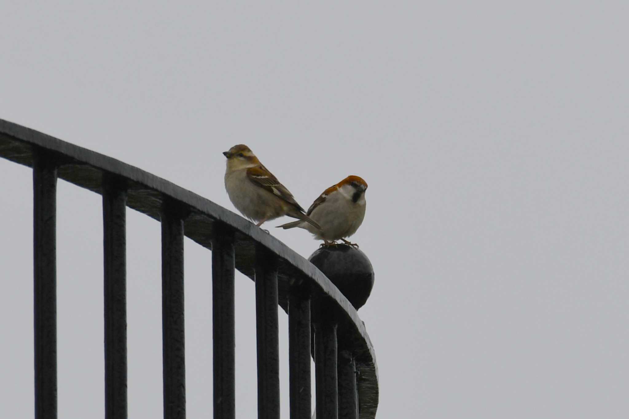 Russet Sparrow