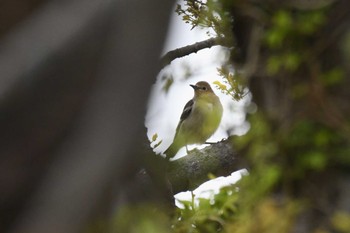 Chestnut-cheeked Starling 禄剛崎 Tue, 4/18/2023