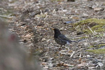 クロツグミ 禄剛崎 2023年4月18日(火)