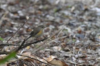 Red-flanked Bluetail 禄剛崎 Tue, 4/18/2023