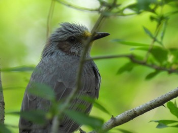 Brown-eared Bulbul 新潟市西区 Tue, 4/18/2023