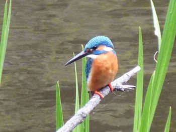 Common Kingfisher 泉の森公園 Sun, 4/16/2023