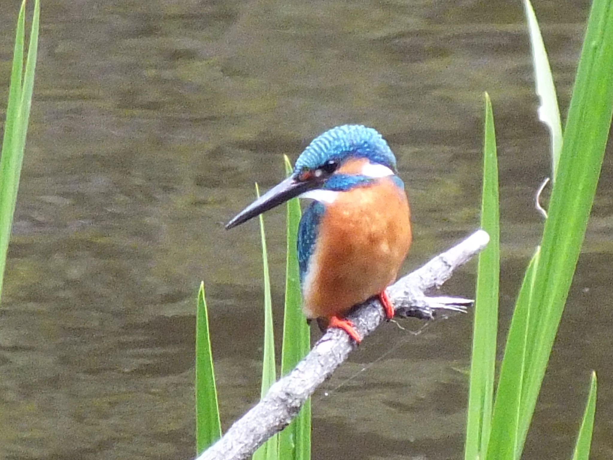 Photo of Common Kingfisher at 泉の森公園 by まさ