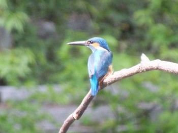 Common Kingfisher 四季の森公園(横浜市緑区) Tue, 4/18/2023