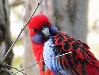 アカクサインコ Australian National Botanic Gardens, Canberra, ACT, Australia 2023年4月14日(金)