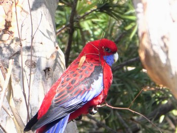 アカクサインコ Australian National Botanic Gardens, Canberra, ACT, Australia 2023年4月14日(金)