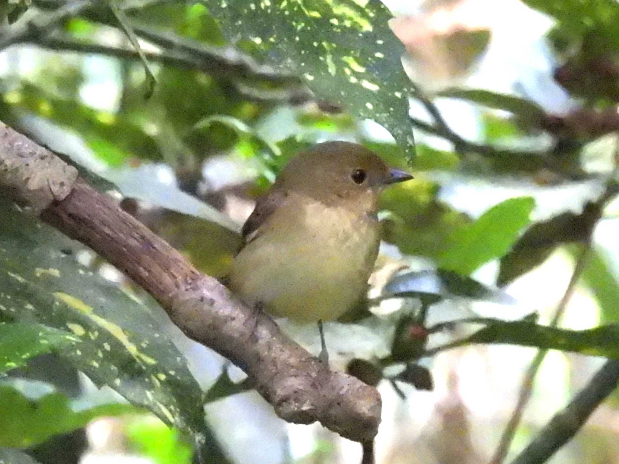 2023年4月17日(月) 京都御苑の野鳥観察記録 by ゆりかもめ 2023年4月17日(月) 京都御苑の野鳥観察記録 by ゆりかもめ