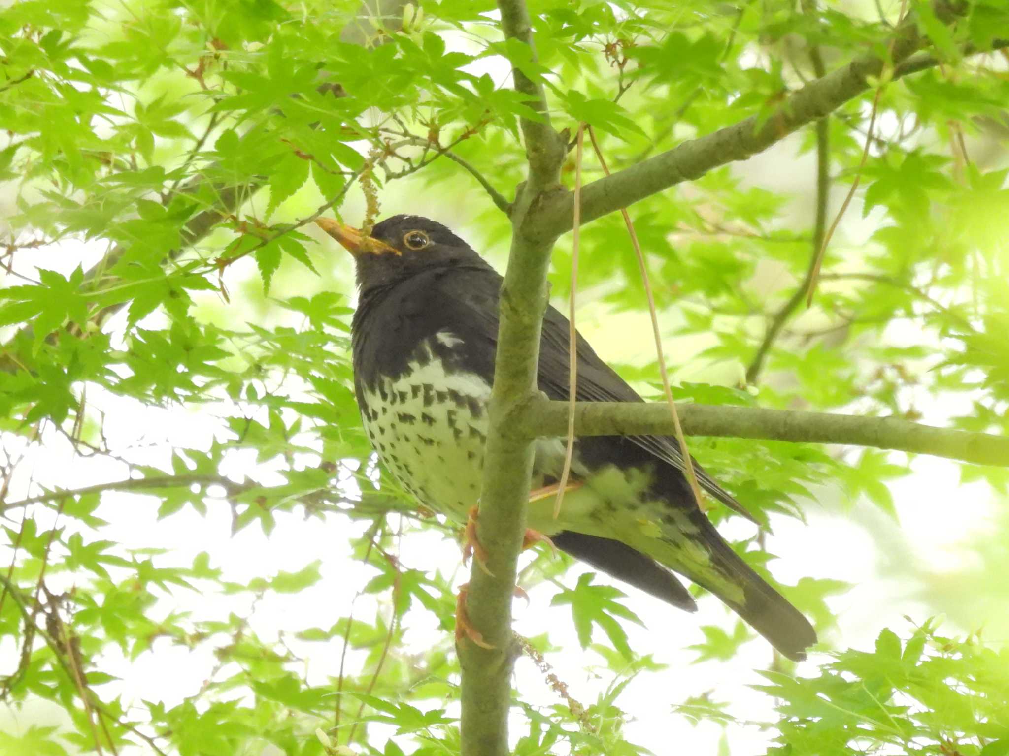 2023年4月17日(月) 京都御苑の野鳥観察記録 by ゆりかもめ 2023年4月17日(月) 京都御苑の野鳥観察記録 by ゆりかもめ