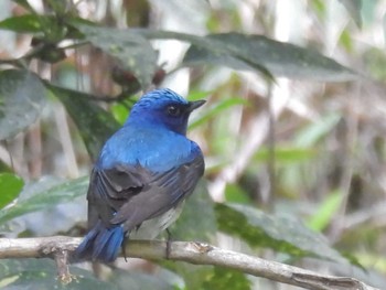 2023年4月18日(火) 京都御苑の野鳥観察記録