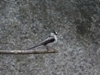 Long-tailed Tit 横浜市立金沢自然公園 Tue, 4/18/2023