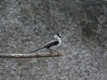 2023年4月18日(火) 横浜市立金沢自然公園の野鳥観察記録