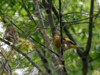 Grey-capped Greenfinch 横浜市立金沢自然公園 Tue, 4/18/2023