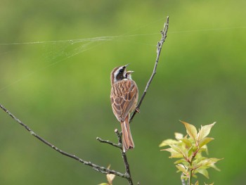 Meadow Bunting 横浜市立金沢自然公園 Tue, 4/18/2023