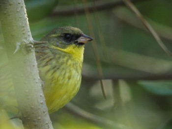 Masked Bunting 新潟市西区 Tue, 4/18/2023