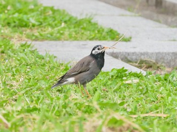 White-cheeked Starling Kasai Rinkai Park Tue, 4/18/2023