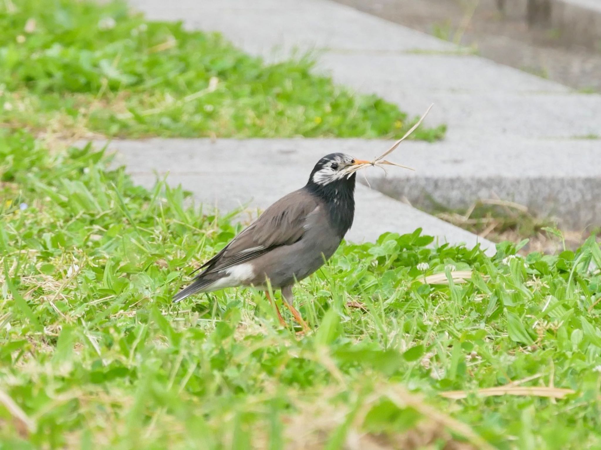 Photo of White-cheeked Starling at Kasai Rinkai Park by のーべる