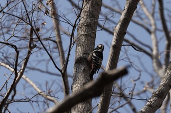 2023年4月10日(月) 西岡公園(西岡水源地)の野鳥観察記録