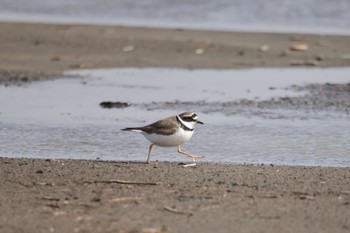 2023年4月12日(水) 石狩東埠頭の野鳥観察記録