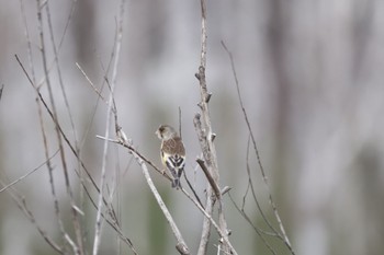 2023年4月14日(金) 札幌モエレ沼公園の野鳥観察記録