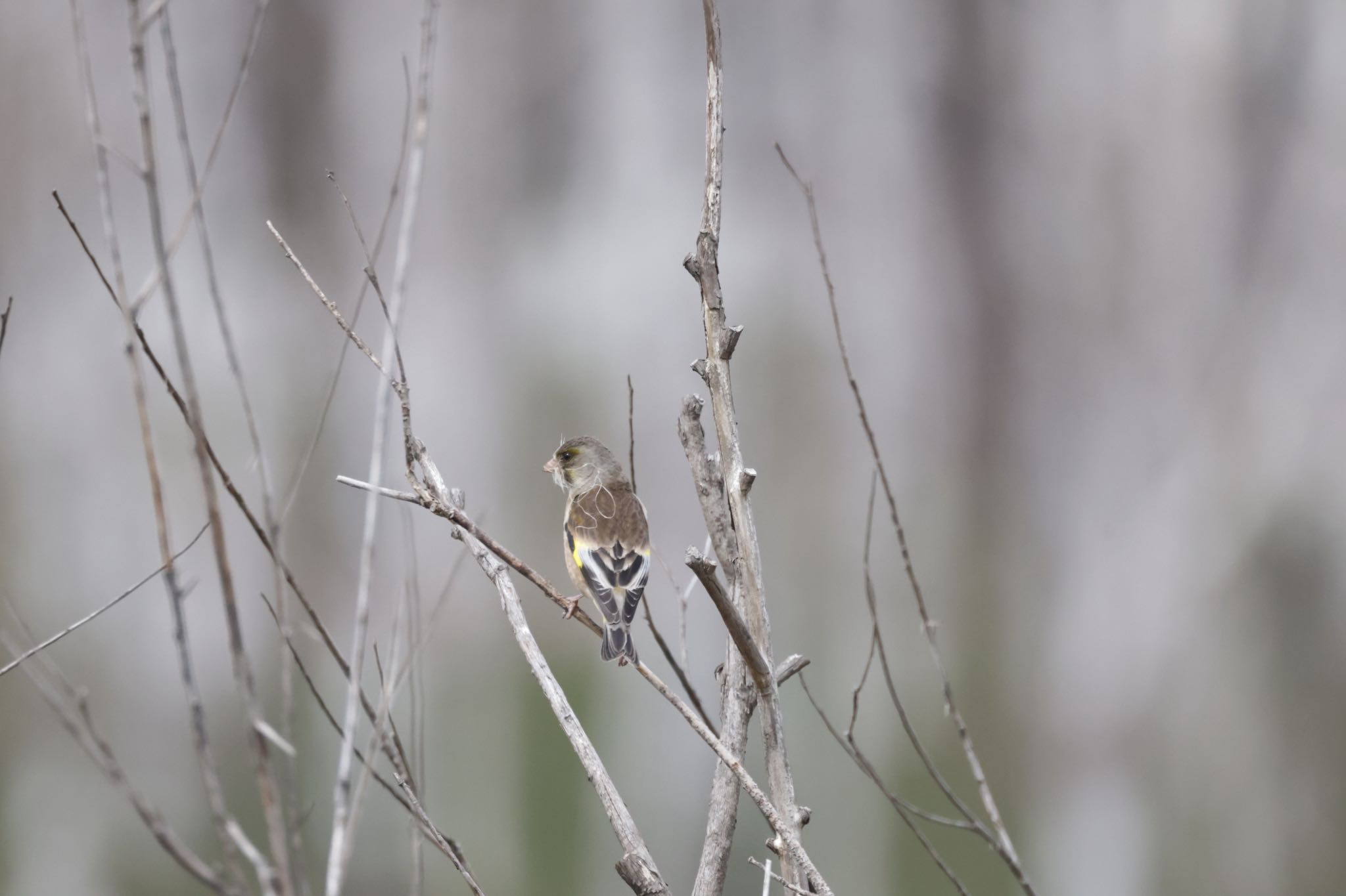 Photo of Grey-capped Greenfinch at 札幌モエレ沼公園 by will 73