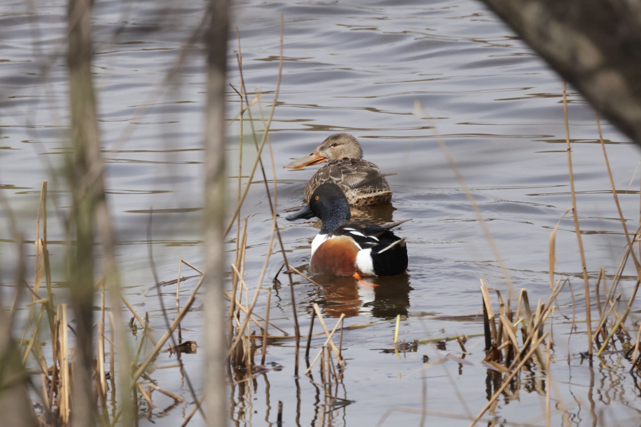 Northern Shoveler