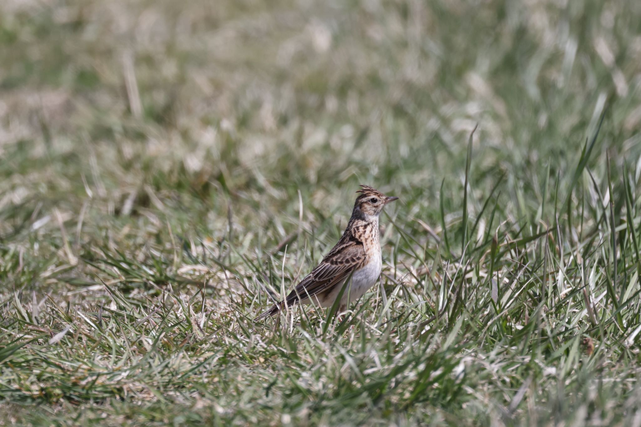 Eurasian Skylark