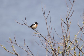 Tue, 4/18/2023 Birding report at 札幌モエレ沼公園