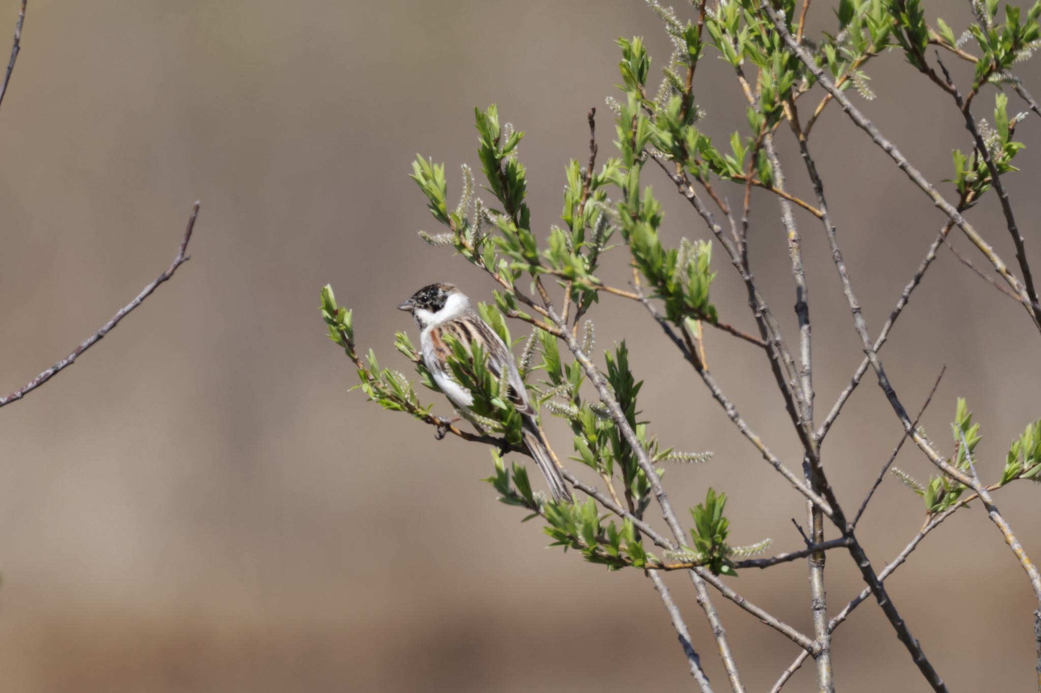 Common Reed Bunting