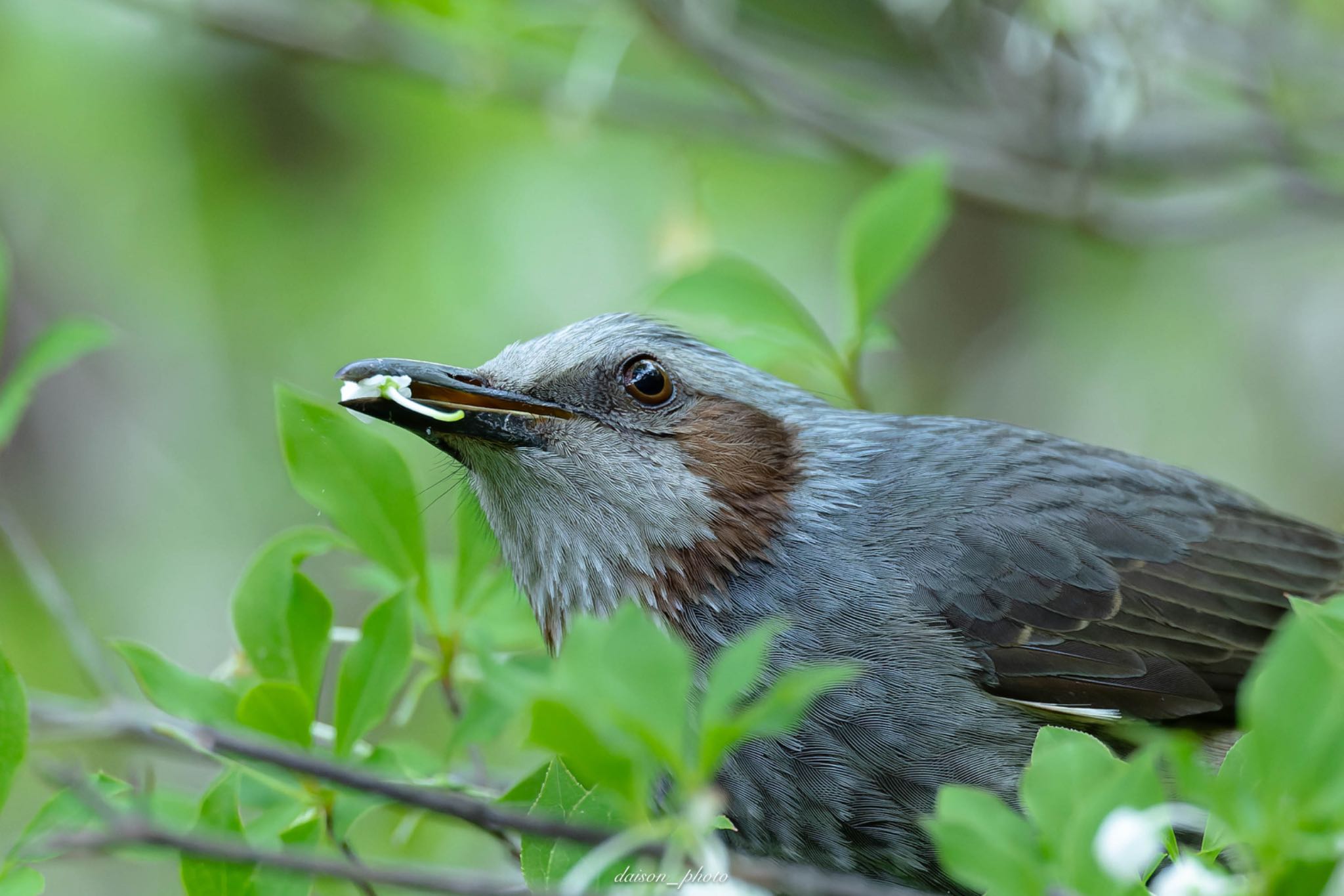 薬師池公園 ヒヨドリの写真