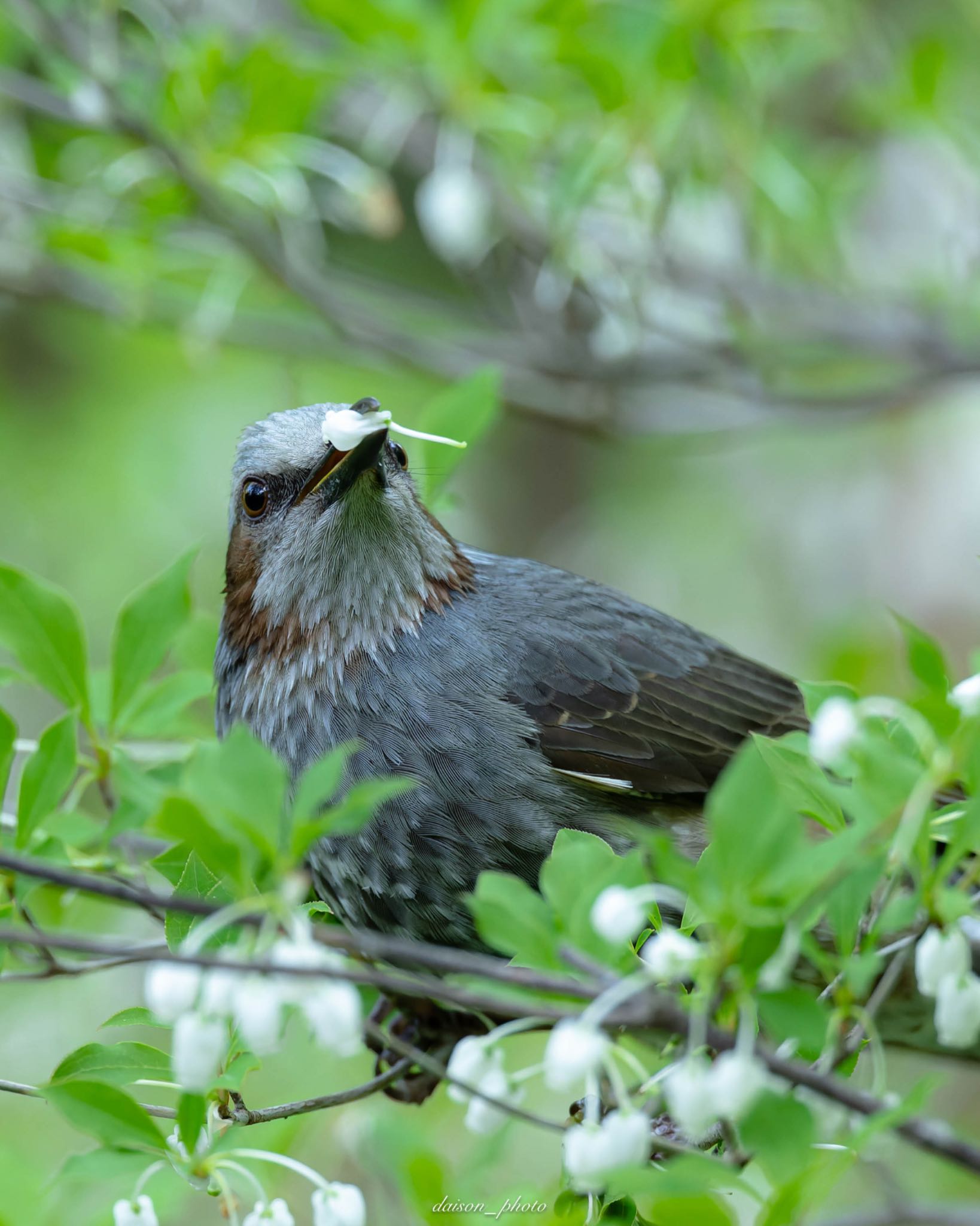 薬師池公園 ヒヨドリの写真