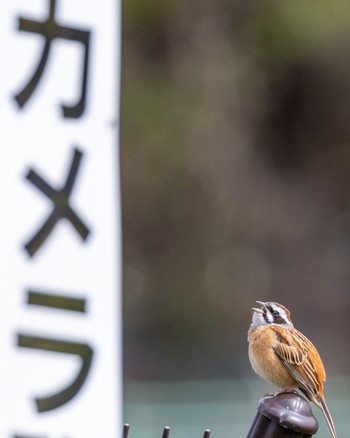 Meadow Bunting 箕面山 Sun, 4/16/2023