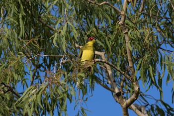 メガネコウライウグイス ケアンズ墓地(Cairns) 2018年5月4日(金)