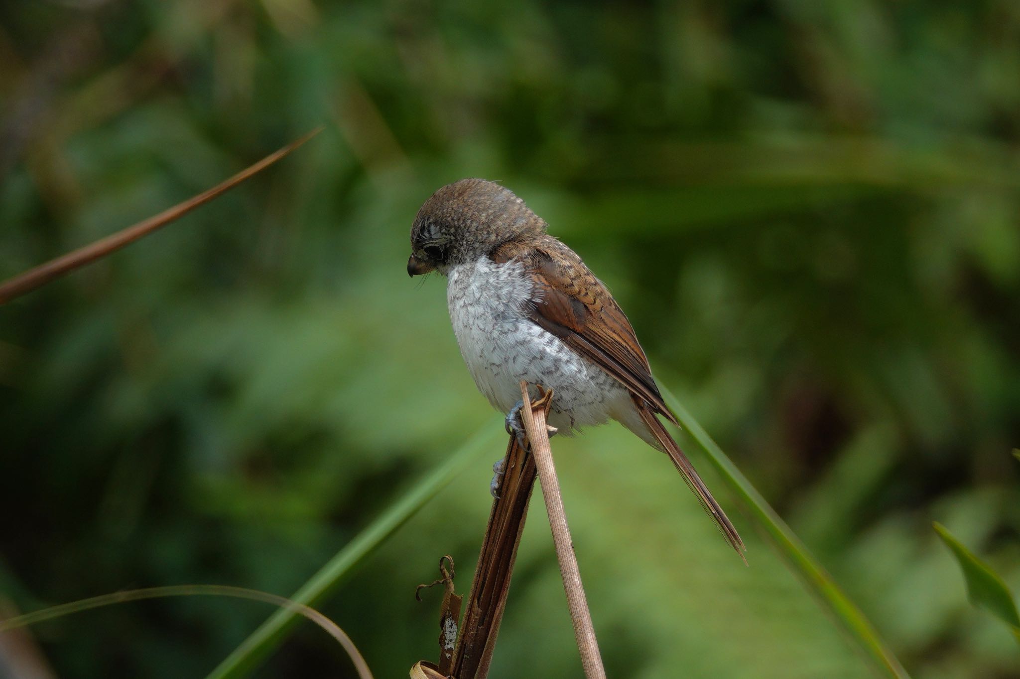 Tiger Shrike