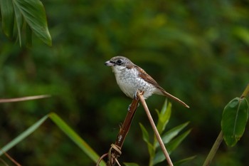 Tiger Shrike Fraser's Hill Thu, 3/9/2023